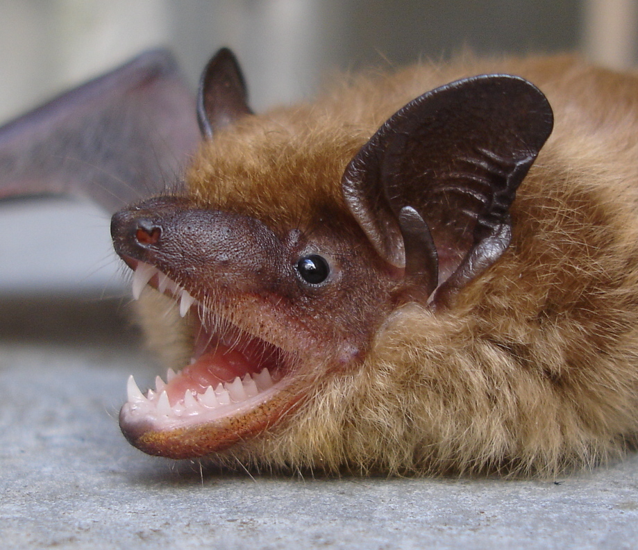 virginia bat removal