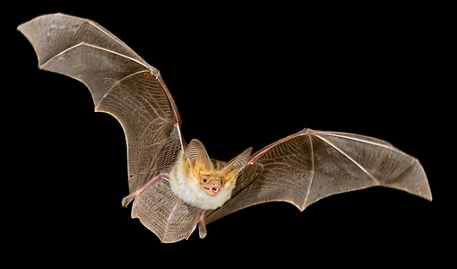 bat removal