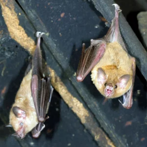 bats in the attic